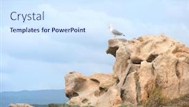  Presentation with seagull - Colorful presentation theme enhanced with seagull-on-the-rocks backdrop and a sky blue colored foreground