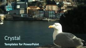  Presentation with seagull - Slides enhanced with seagull-on-the-waterfront background and a tawny brown colored foreground