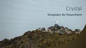  Presentation with seagull - Cool new PPT layouts with seagull-perched-on-pebbles-mount backdrop and a lemonade colored foreground