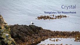  Presentation with seagull - PPT theme enhanced with seagull-perched-on-pebbles-mount background and a lemonade colored foreground