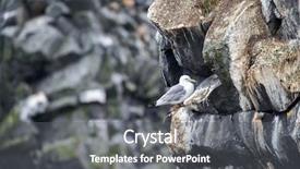  Presentation with seagull - Slide set enhanced with seagull perched on rocks of a cliff background and a gray colored foreground