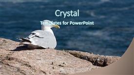  Presentation with seagull - Presentation having seagull rests on the cliff background and a ocean colored foreground