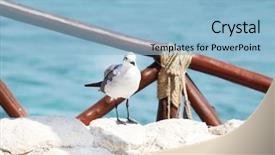  Presentation with seagull - Beautiful presentation design featuring seagull save to a lightbox find similar images share share seagulls backdrop and a light blue colored foreground