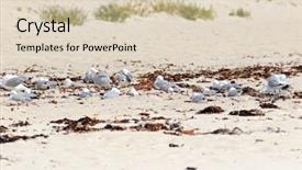  Presentation with seagull - Colorful slides enhanced with seagull seabird resting on sandy backdrop and a lemonade colored foreground