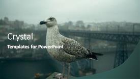  Presentation with seagull - Presentation theme enhanced with seagull-sits-in-front background and a ocean colored foreground