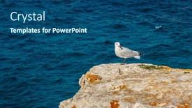  Presentation with seagull - Audience pleasing presentation theme consisting of seagull-sits-on-a-stone backdrop and a ocean colored foreground