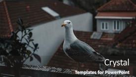  Presentation with seagull - Theme with seagull-sits-on-a-window background and a dark gray colored foreground