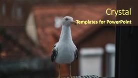  Presentation with seagull - PPT theme featuring seagull-sits-on-a-window background and a tawny brown colored foreground