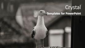  Presentation with seagull - PPT layouts with seagull-sits-on-a-window background and a dark gray colored foreground
