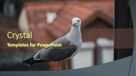  Presentation with seagull - Presentation design featuring seagull-sits-on-a-window background and a tawny brown colored foreground