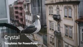  Presentation with seagull - Presentation theme featuring seagull-sits-on-a-window background and a dark gray colored foreground