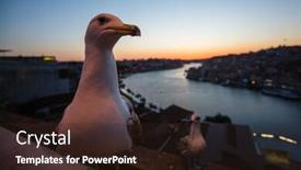  Presentation with seagull - Beautiful theme featuring seagull-sits-on-the-background backdrop and a wine colored foreground