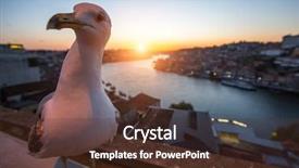  Presentation with seagull - Colorful slide deck enhanced with seagull sits on the background of douro river during sunset porto portugal backdrop and a tawny brown colored foreground