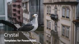  Presentation with seagull - Presentation theme featuring seagull-sits-on-the-balcony background and a dark gray colored foreground