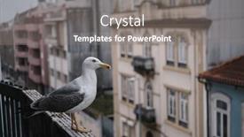  Presentation with seagull - PPT layouts with seagull-sits-on-the-balcony background and a gray colored foreground