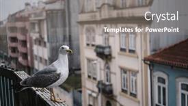  Presentation with seagull - Presentation having seagull-sits-on-the-balcony background and a gray colored foreground