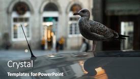  Presentation with seagull - Beautiful slides featuring seagull-sits-on-the-roof backdrop and a gray colored foreground
