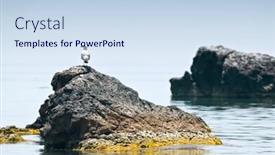  Presentation with seagull - Colorful slides enhanced with seagull-sitting-on-rock backdrop and a sky blue colored foreground