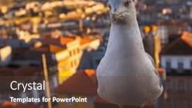  Presentation with seagull - Beautiful presentation featuring seagull-sitting-on-the-background backdrop and a tawny brown colored foreground