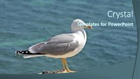  Presentation with seagull - Slides consisting of seagull-sitting-on-the-rocks background and a ocean colored foreground