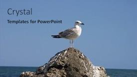  Presentation with seagull - Presentation design with seagull-sitting-on-top background and a teal colored foreground