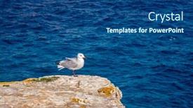 Presentation with seagull - Slide deck consisting of seagull-standing-on-a-rock background and a ocean colored foreground