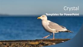  Presentation with seagull - Beautiful PPT theme featuring seagull-walking-over-the-edge backdrop and a seafoam green colored foreground
