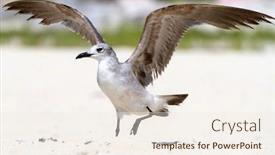  Presentation with seagull - Cool new presentation theme with seagull with open wings on the beach of mexico backdrop and a sky blue colored foreground