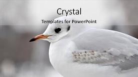  Presentation with seagull - Theme with seagull background and a white colored foreground