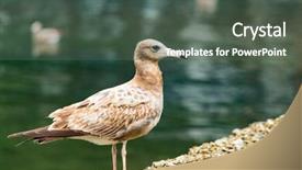  Presentation with seagull - Cool new slide deck with seagull backdrop and a dark gray colored foreground