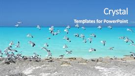  Presentation with bahamas - Presentation design consisting of seagulls at the coast of little exuma bahamas background and a teal colored foreground