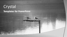  Presentation with danube - Slide deck featuring seagulls-at-the-danube-river background and a gray colored foreground