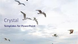  Presentation with ritual - Audience pleasing slide deck consisting of seagulls bosphorus istanbul turkey seagulls are the ballerinas of the sky for them to fly is not a meal but an aesthetic ritual backdrop and a sky blue colored foreground