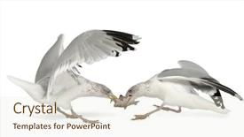  Presentation with flying - Cool new theme with seagulls eating - european herring gulls larus argentatus backdrop and a lemonade colored foreground