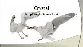  Presentation with european unit - PPT theme consisting of seagulls eating - european herring gulls larus argentatus background and a white colored foreground