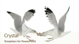  Presentation with european union single market - PPT layouts having seagulls eating - european herring gulls larus argentatus background and a cream colored foreground