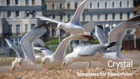  Presentation with european union flage animation - Colorful presentation design enhanced with seagulls eating - european herring gulls larus argentatus backdrop and a coral colored foreground