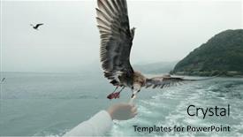  Presentation with seagull - Beautiful PPT theme featuring seagulls eating - feeding seagull backdrop and a light gray colored foreground