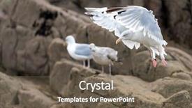  Presentation with rocky shore - Beautiful presentation theme featuring seagulls eating - graceful seagull going to land backdrop and a tawny brown colored foreground