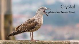  Presentation with seagull - Slide deck featuring seagulls eating - screaming seagull close-up background and a light blue colored foreground