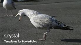  Presentation with seagull - PPT layouts enhanced with seagulls eating - seagull defending food background and a  colored foreground