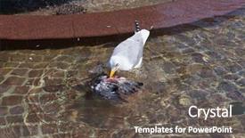  Presentation with seagull - Colorful slides enhanced with seagulls eating - seagull feeding on a dead backdrop and a dark gray colored foreground