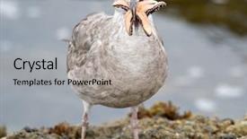  Presentation with seagull - Amazing PPT layouts having seagulls eating - seagull tries to eat backdrop and a  colored foreground