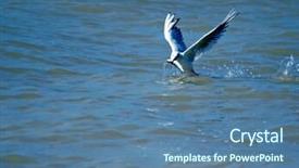  Presentation with seagull - Beautiful presentation theme featuring seagulls eating - seagull with fish in beak backdrop and a teal colored foreground