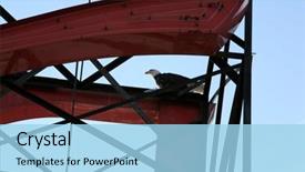  Presentation with eagle - Theme enhanced with seagulls eating - wild american bald eagle eats background and a light blue colored foreground