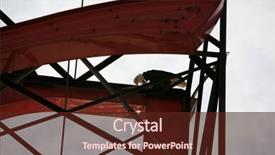  Presentation with seagull - Colorful slide deck enhanced with seagulls eating - wild american bald eagle eats backdrop and a tawny brown colored foreground