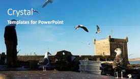  Presentation with flying doves temp plate - PPT layouts with seagulls-flying-over-the-essaouira background and a teal colored foreground