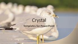  Presentation with dock - Cool new presentation with seagulls-in-row backdrop and a lemonade colored foreground