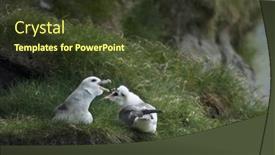  Presentation with galápagos islands - Audience pleasing presentation theme consisting of seagulls-on-mykines-faroe-islands backdrop and a tawny brown colored foreground