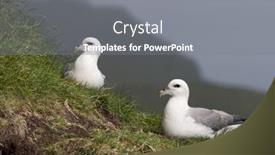  Presentation with overcrowding islands - Beautiful presentation theme featuring seagulls-on-mykines-faroe-islands backdrop and a gray colored foreground